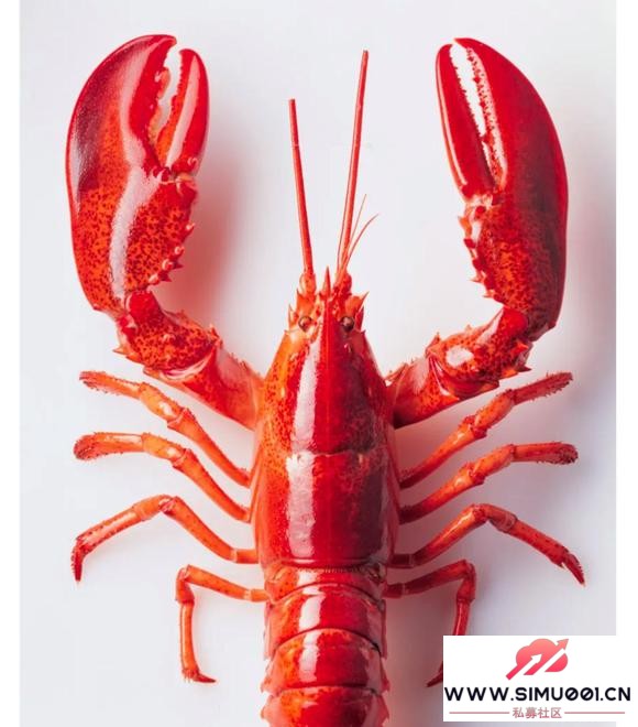 open claw����Ϻ�����Ϊʲô�ڹ��ڻ����ô�졣-1.jpg